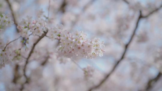 樱花开了