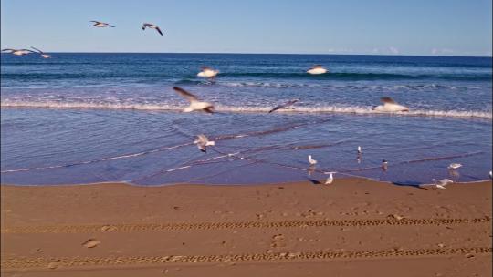 海鸥飞翔 海岸沙滩 大海海浪