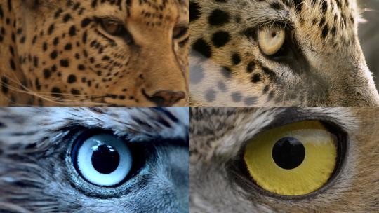[合集] 动物眼睛特写镜头