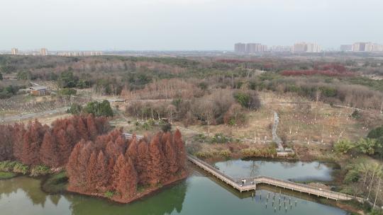 航拍城市湿地公园树林