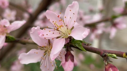 春天盛开的桃树花朵