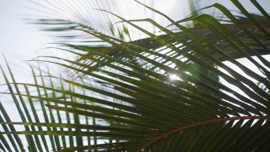 阳光树叶热带风情植物绿色夏日微风树影婆娑视频素材模板下载