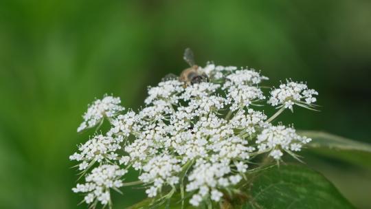 白色花朵蜜蜂采蜜