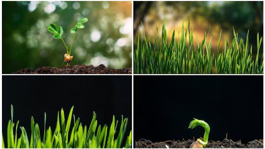 种子发芽 植物生长延时