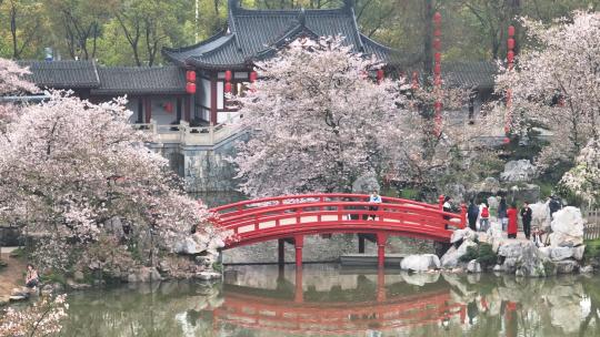 航拍武汉春天东湖樱园赏樱的人群