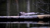 河狸海狸游泳寻找木头觅食高清在线视频素材下载