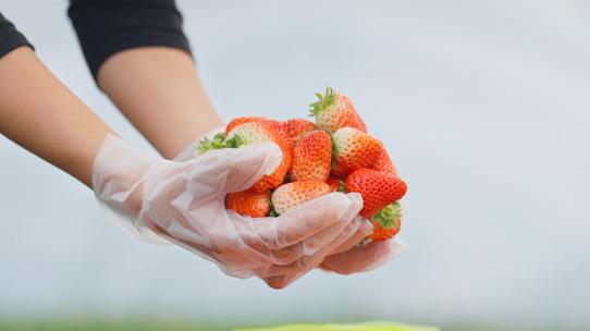 草莓/草莓园/摘草莓/草莓大棚