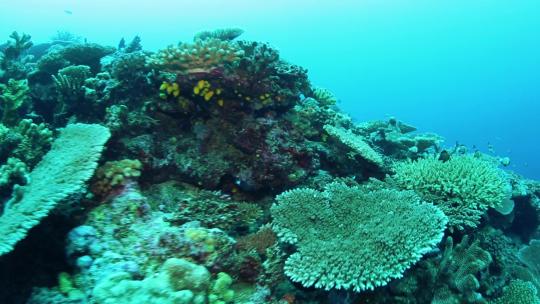 美丽的珊瑚礁地板