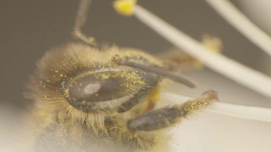 蜜蜂身体部位特写
