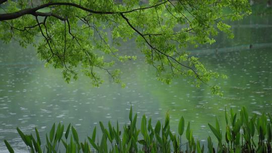 春天杭州乌龟潭阴雨天植物绿色自然