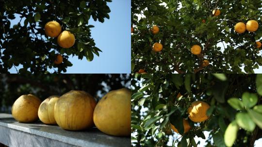 柚子成熟丰收高清在线视频素材下载
