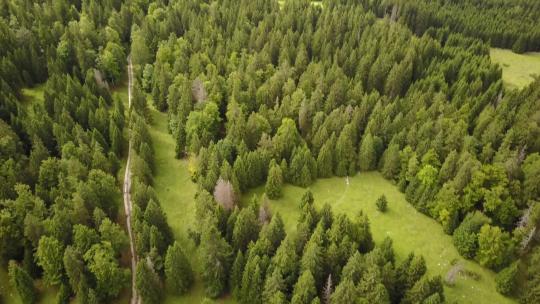 用无人机拍摄了瑞士阿尔卑斯山上的一些冷杉树。
