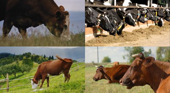 【合集】放牧牛群畜牧业奶牛吃草