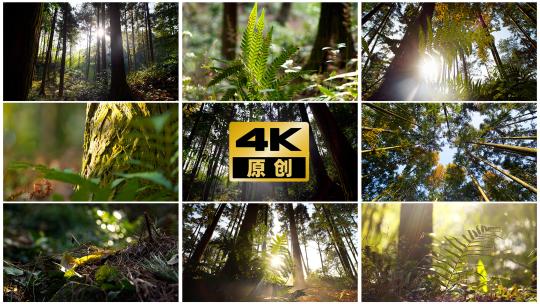 阳光森林生态大自然树林唯美丁达尔高清在线视频素材下载