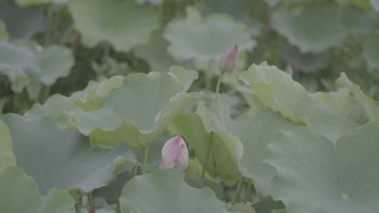 夏季湿地湖河池塘荷花莲藕荷叶户外自然