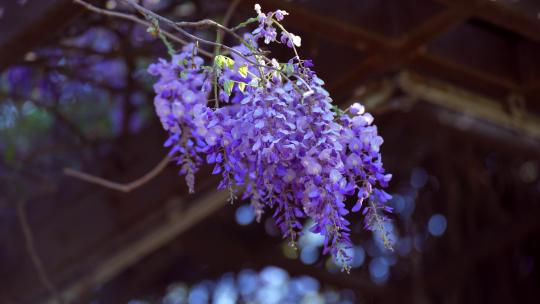 4K植物素材——紫藤