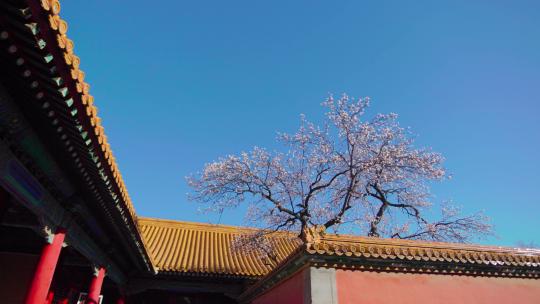 北京故宫紫禁城春天春季盛开的杏花视频素材模板下载
