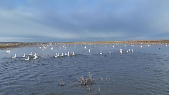 天鹅迁徙途中在呼伦贝尔草原湿地休息歇脚