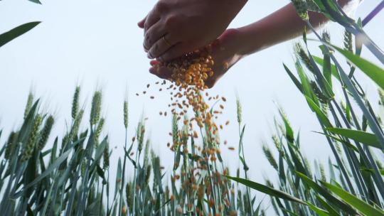 小麦麦田丰收捧起小麦洒落芒种粮食安全视频素材模板下载