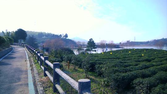 风景区 游览 茶山