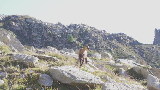一只羚羊独自站在阿尔卑斯山的一块岩石上。