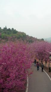 湖南省常宁市百万樱花园1080竖版航拍风光