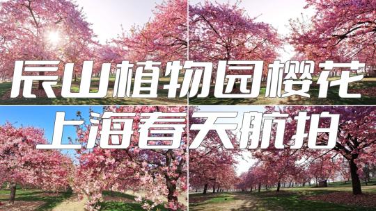 上海 春天 樱花 辰山植物园樱花合集