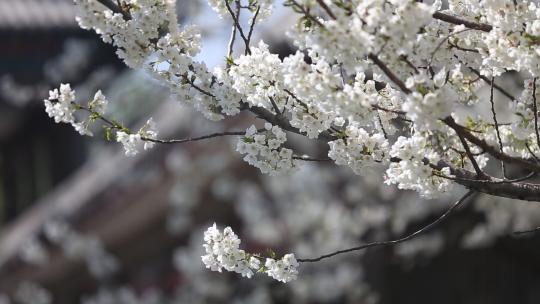 济南五龙潭，春季樱花植物盛开洁白如雪