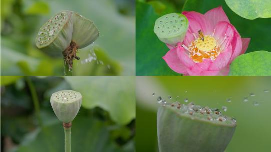 雨润莲心：雨中的莲蓬视频合集高清在线视频素材下载