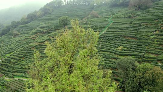 茶园 茶山 龙井茶园 采茶