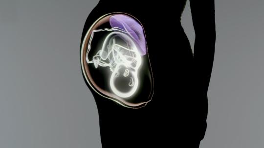 孕妇怀孕胎儿胎位动画展示视频素材模板下载