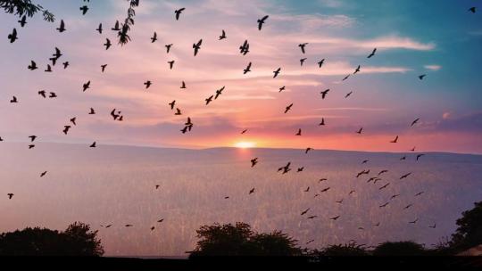 落日 群鸟 鸟群 燕子 自然