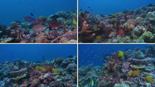 珊瑚海底世界1视频素材模板下载