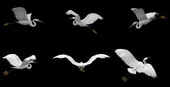 飞鸟白鹭6种飞行姿态带alpha通道高清在线视频素材下载