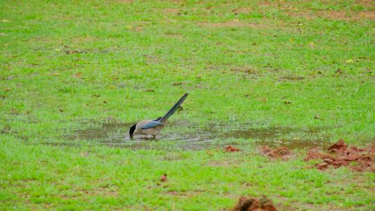 草地草坪水坑洗澡的小鸟灰喜鹊