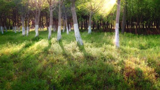 阳光穿过树林唯美空镜