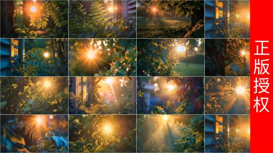 森林逆光唯美树荫合集--4K原创高清在线视频素材下载