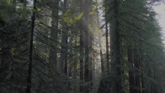 树木阳光唯美大自然树木树林视频素材模板下载