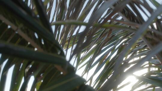 椰子树的叶子