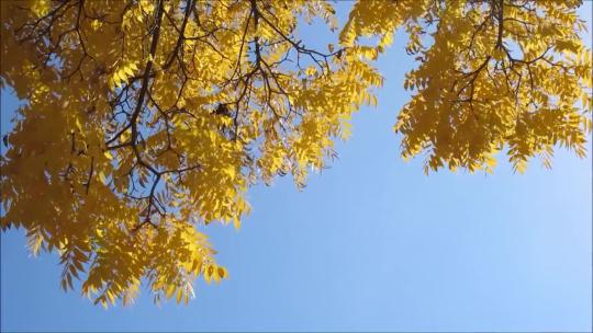 自然风景意境黄叶飘落树林花朵实拍
