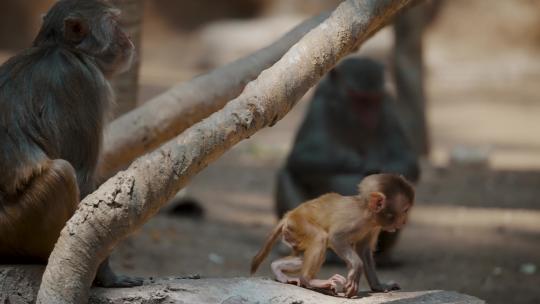 印度恒河边的猴子视频素材模板下载