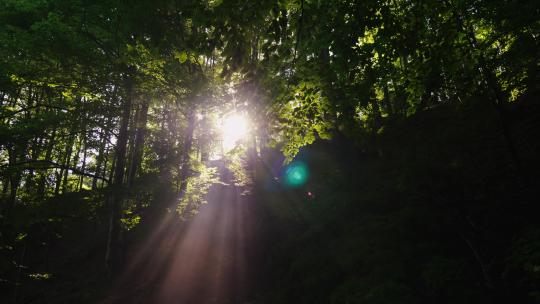 天然氧吧森林光影森林晨唯美阳光树林古桥