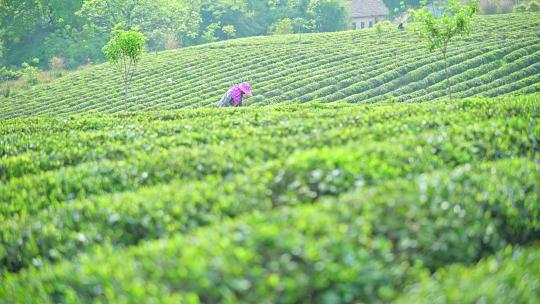 茶园采茶人