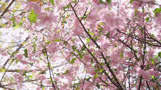 春天空镜-春天樱花视频素材模板下载
