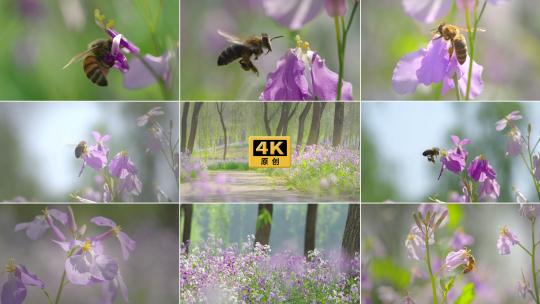 蜜蜂采蜜 二月兰高清在线视频素材下载