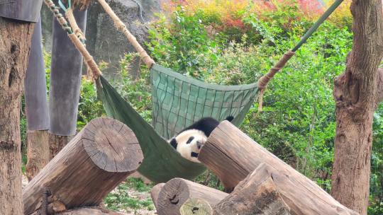 成都大熊猫繁育研究基地玩耍嬉戏的大熊猫视频素材模板下载