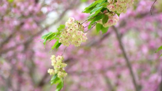 4K植物素材——绿色樱花郁金樱视频素材模板下载