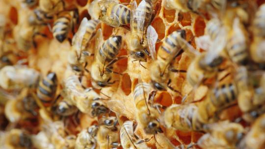 养蜂场蜂巢上蜜蜂特写镜头视频素材模板下载