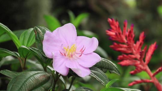 毛菍毛棯树花粉红花朵紫花