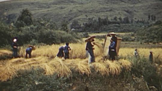 3-40年代农业、稻谷丰收视频素材模板下载